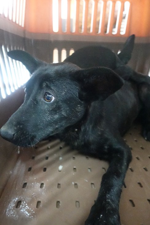 混種犬