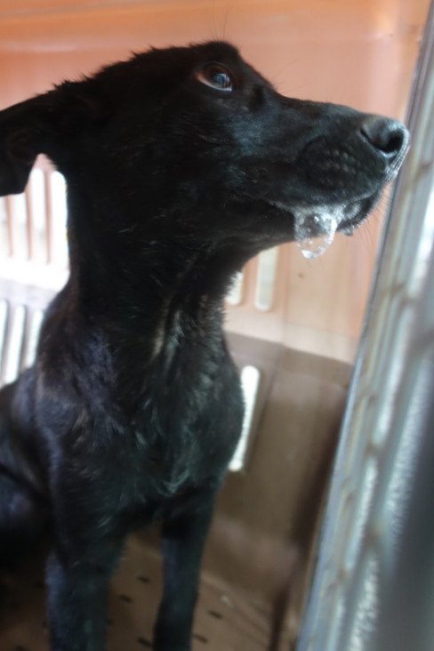 混種犬