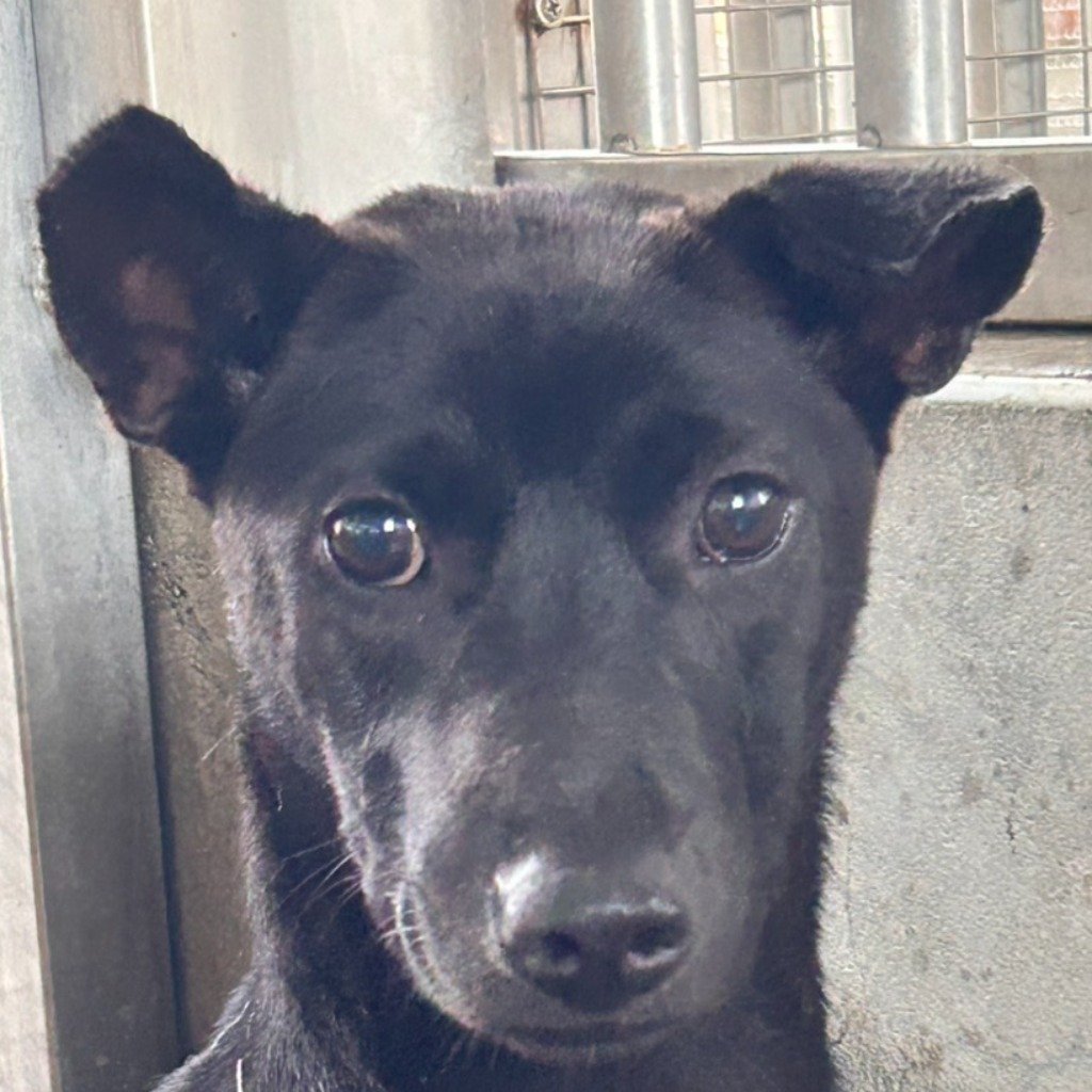 混種犬