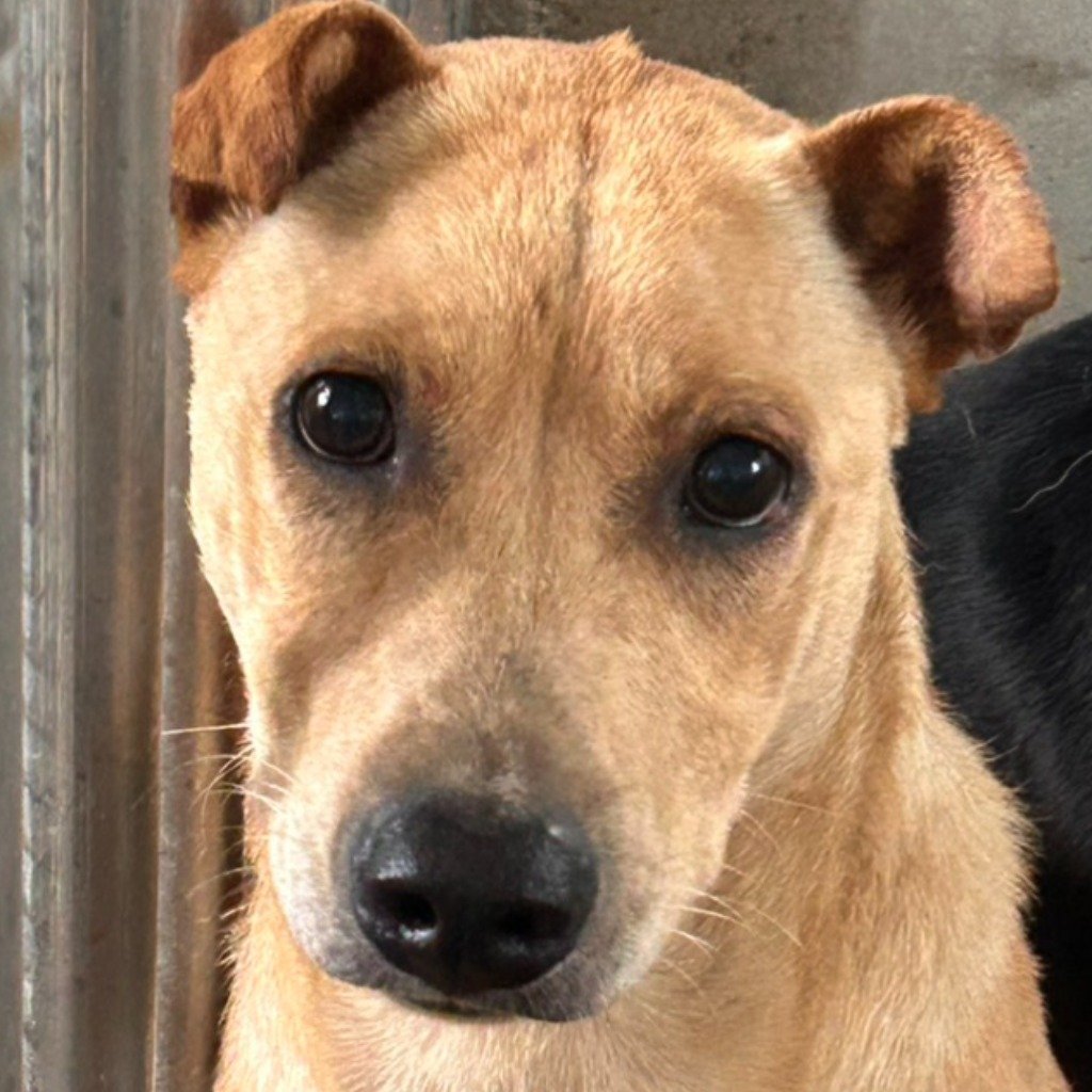 混種犬