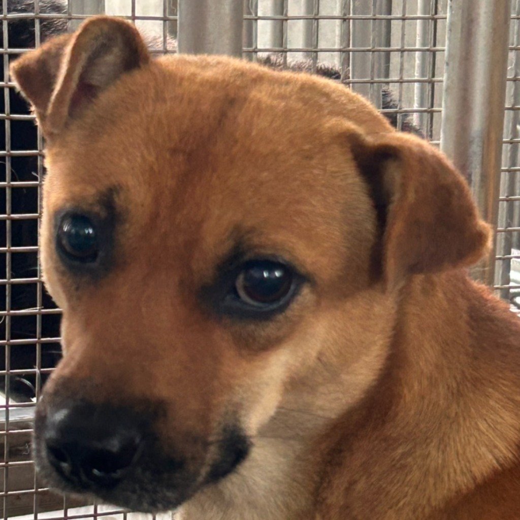 混種犬