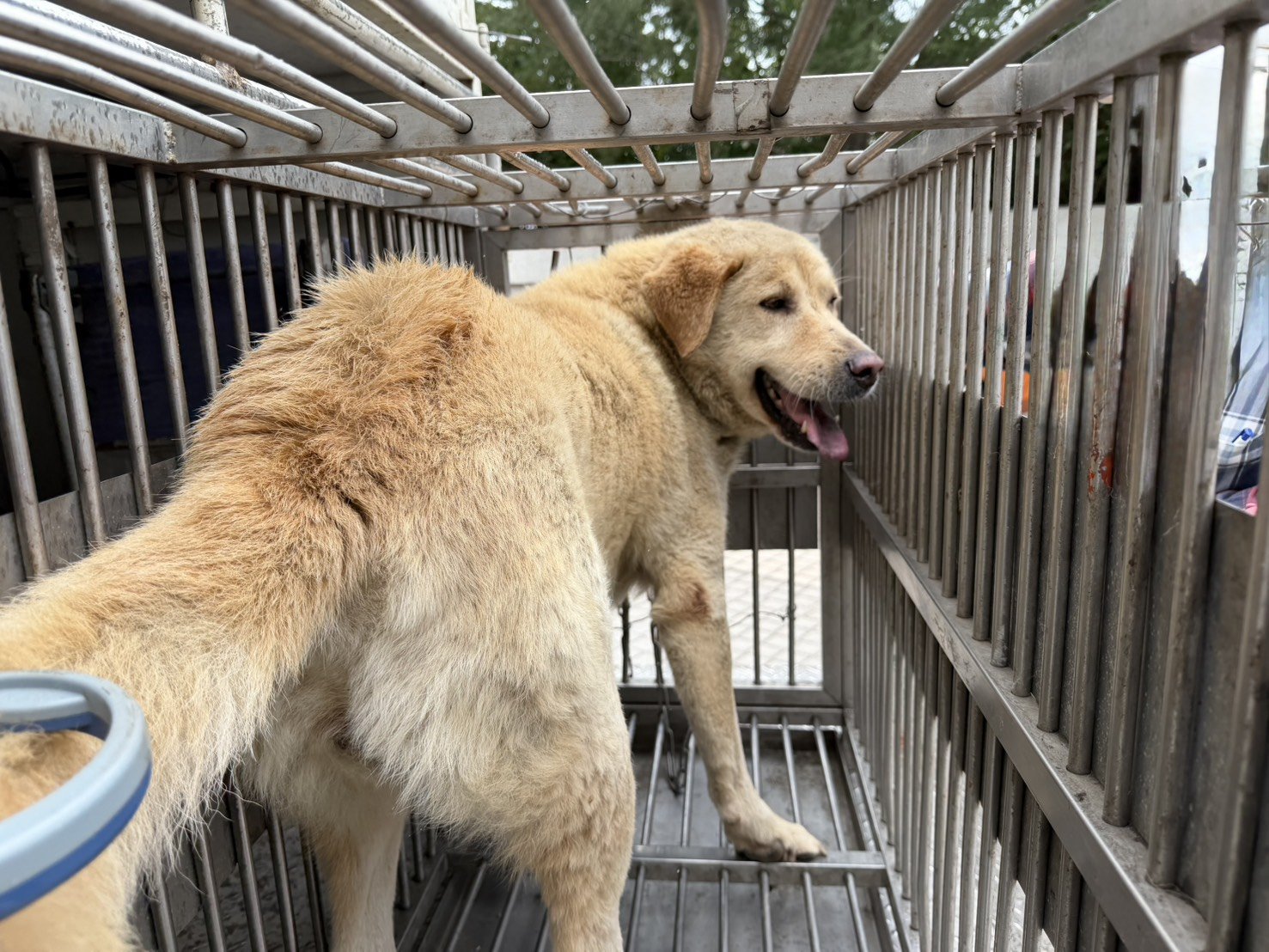 混種犬