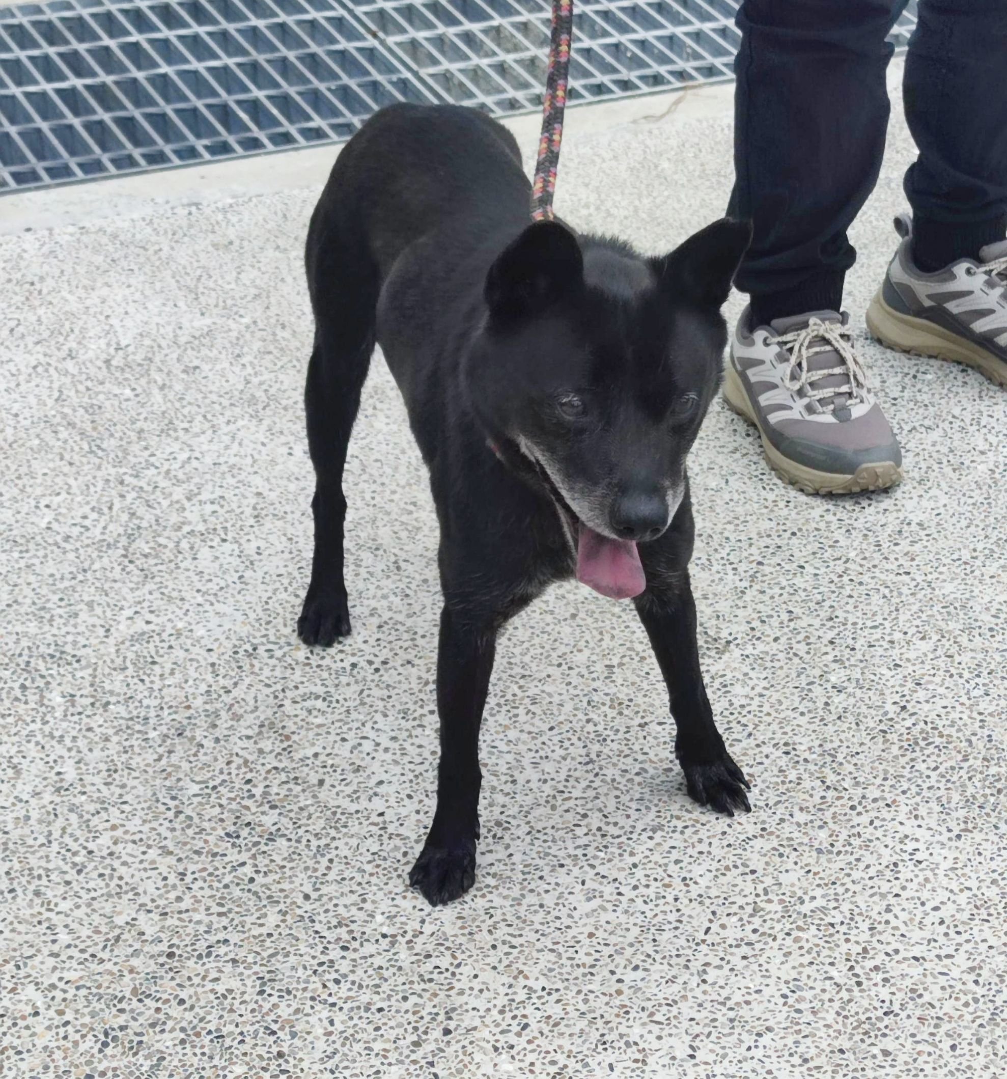 混種犬