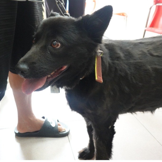 混種犬
