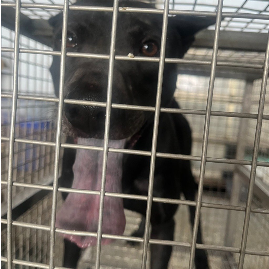 混種犬