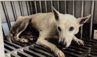 混種犬