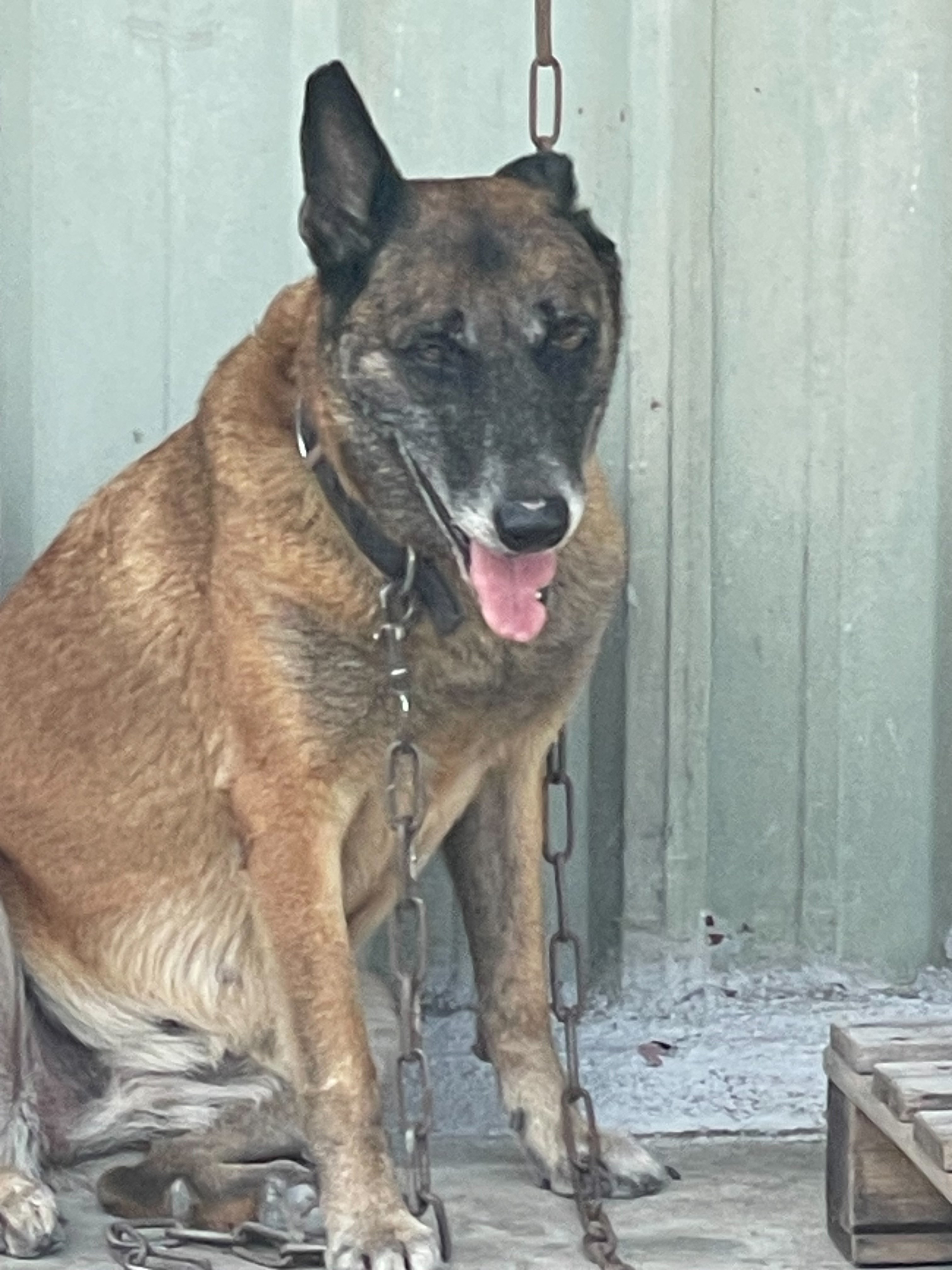 混種犬