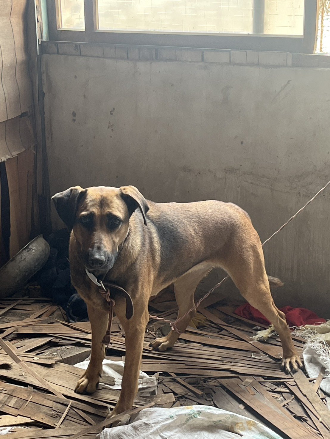 混種犬