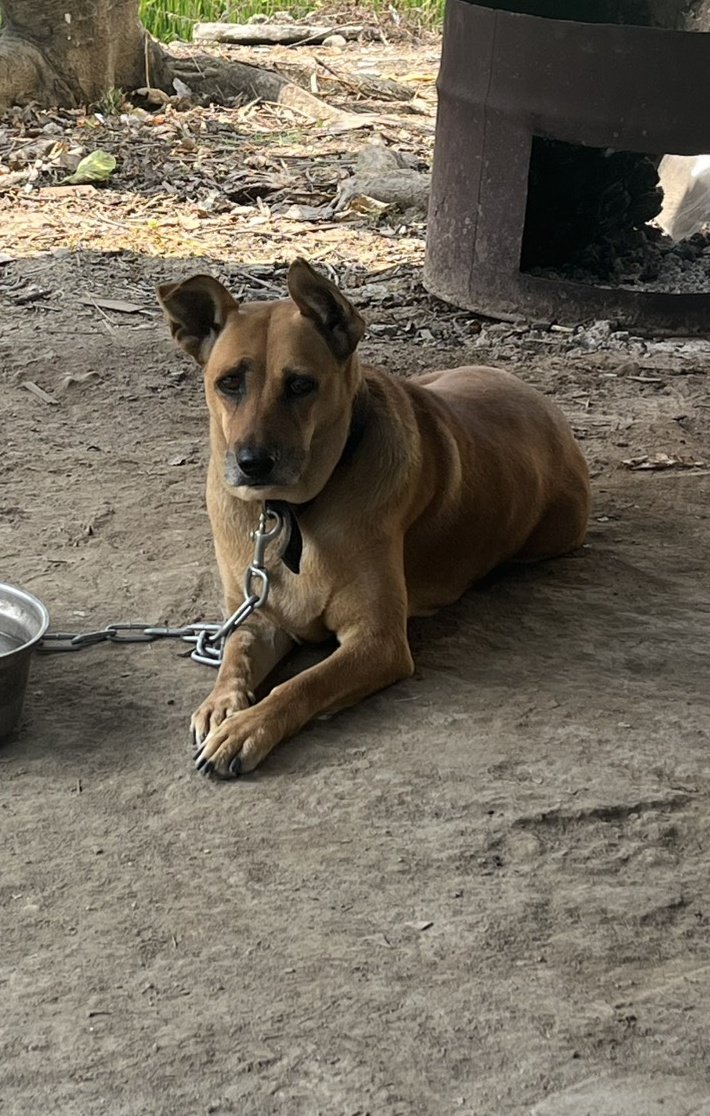混種犬