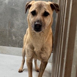 混種犬