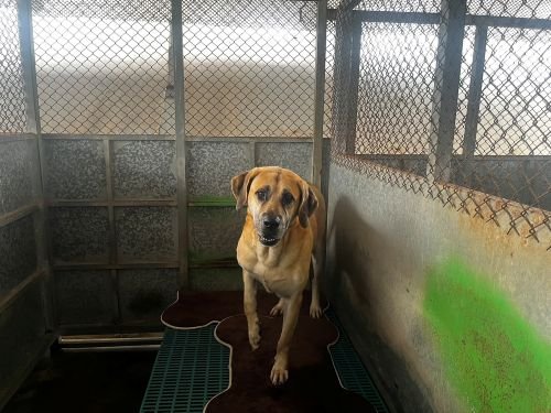 混種犬