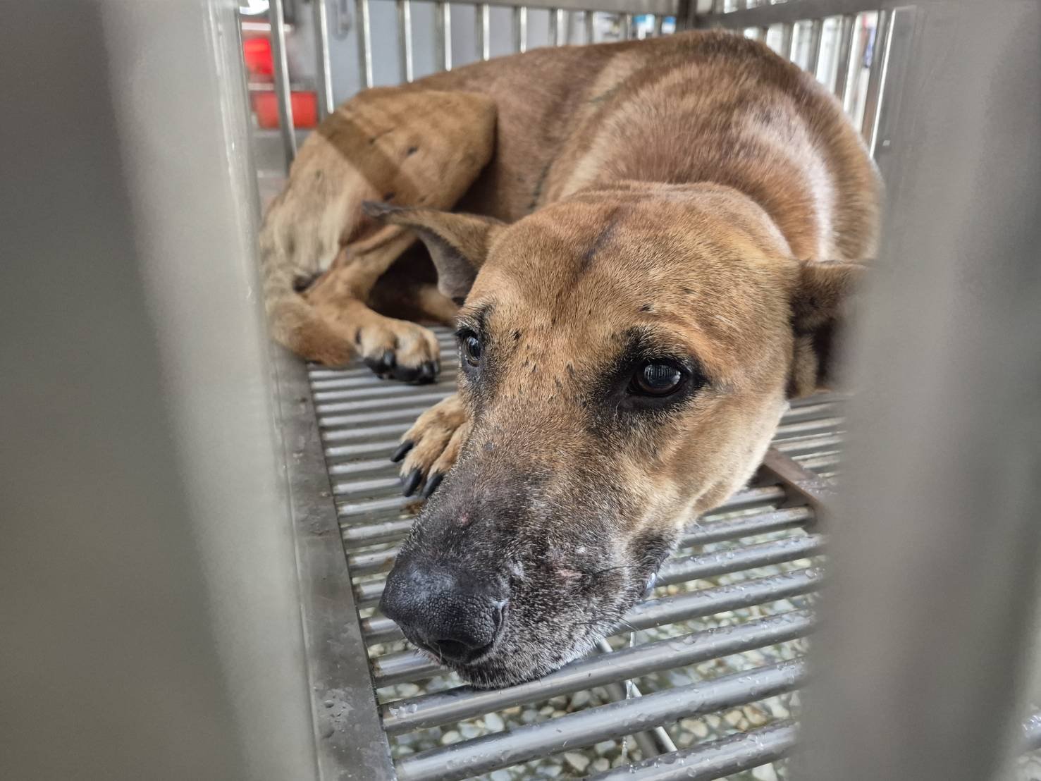 混種犬