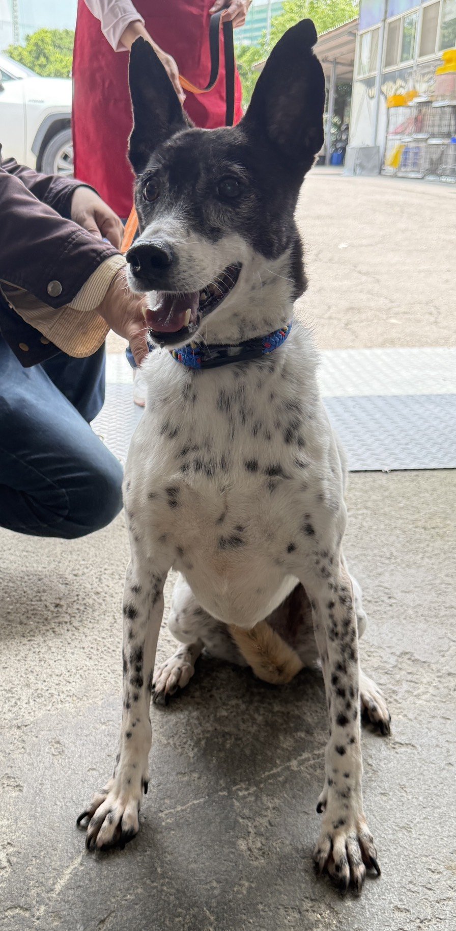 混種犬