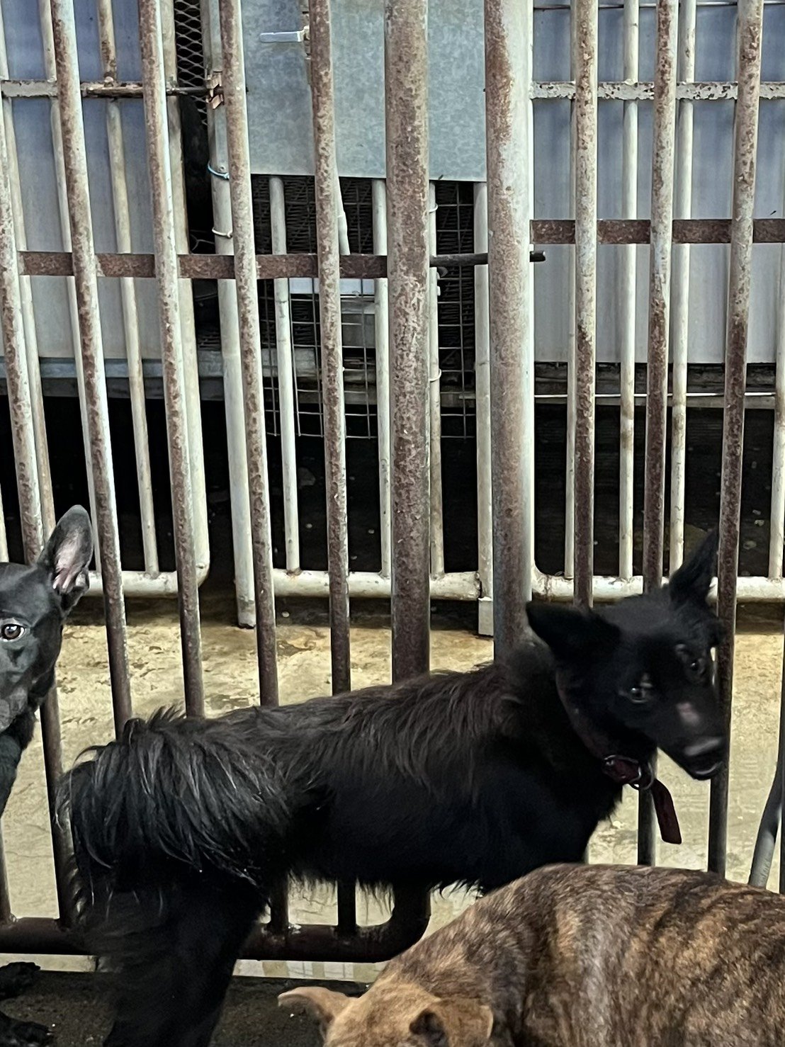 混種犬