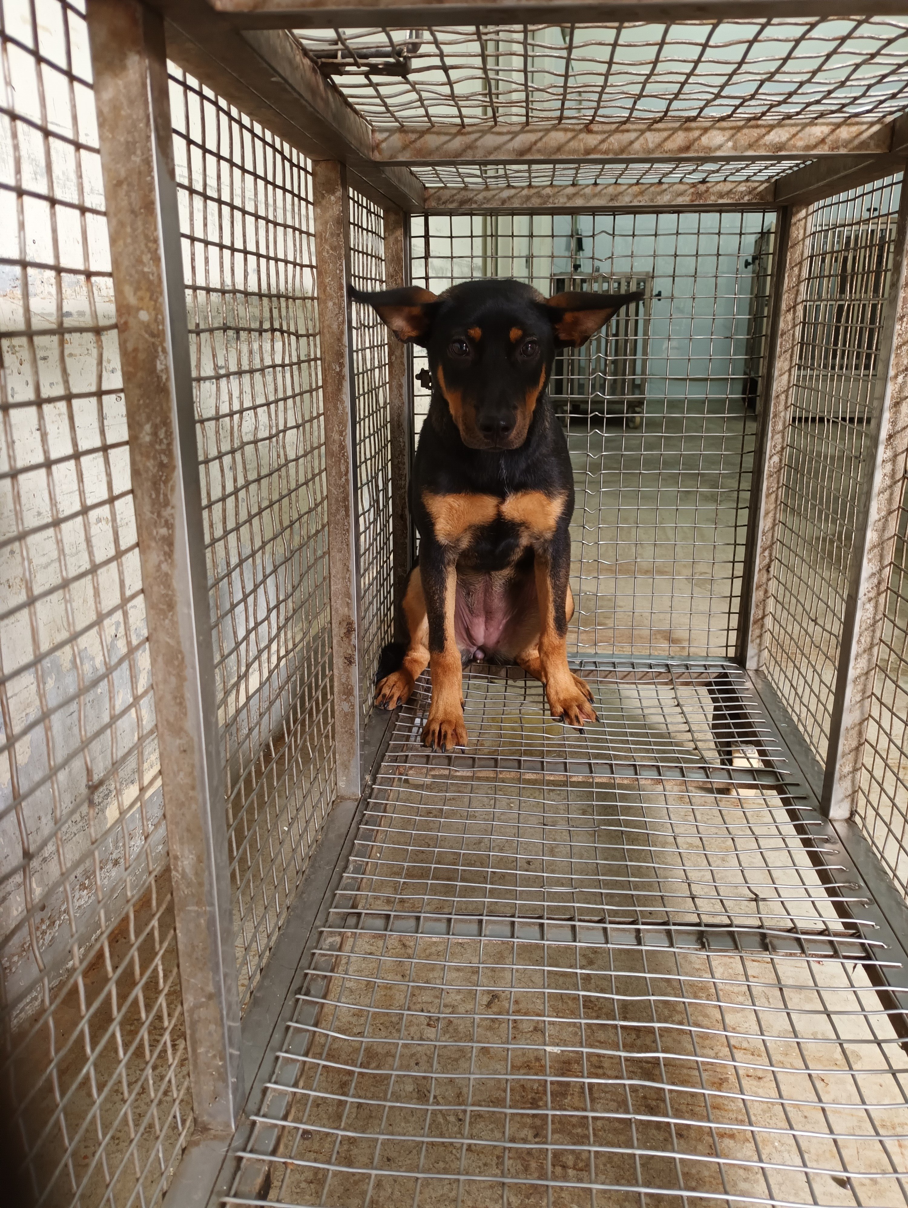 混種犬
