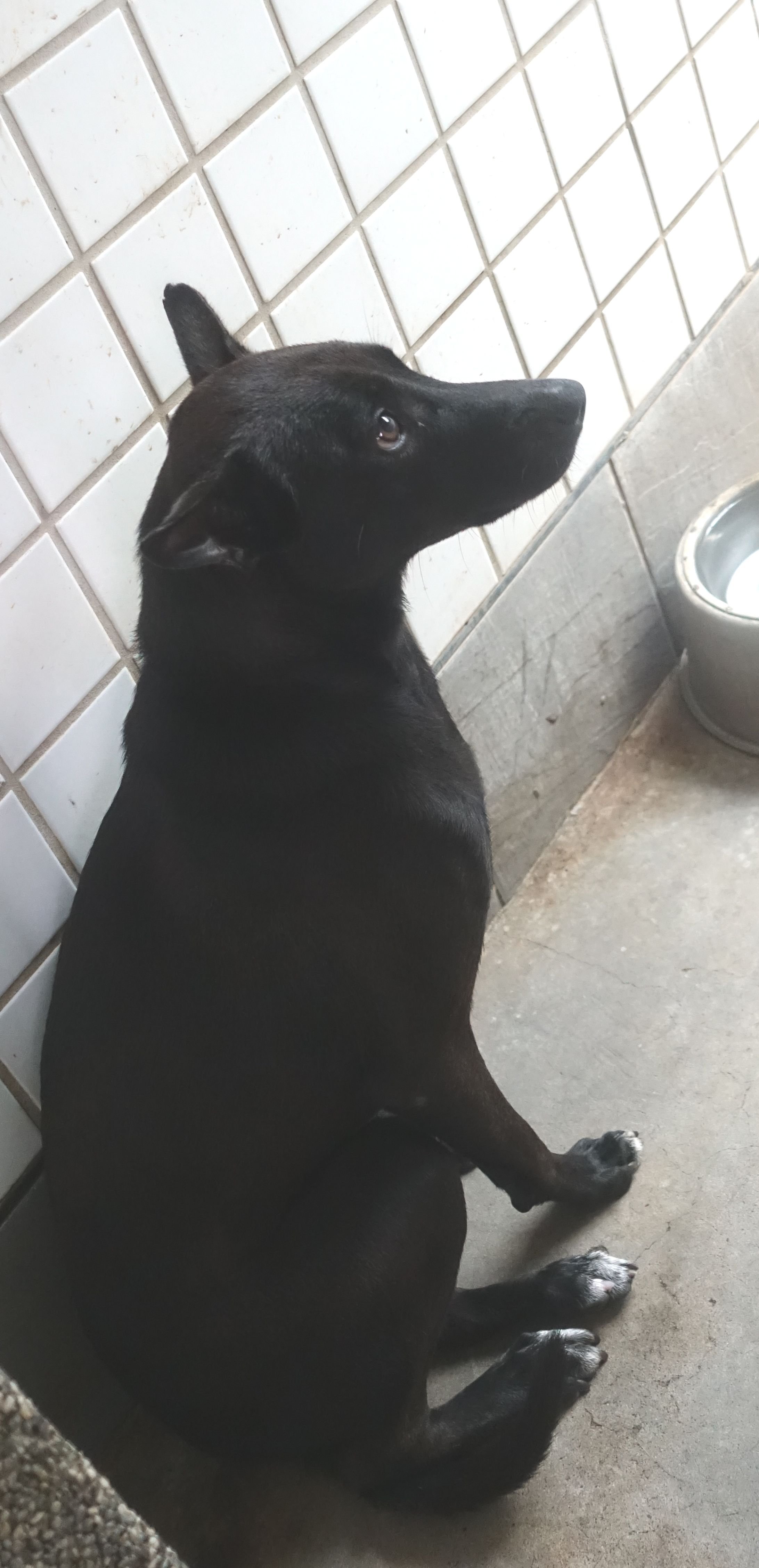 混種犬