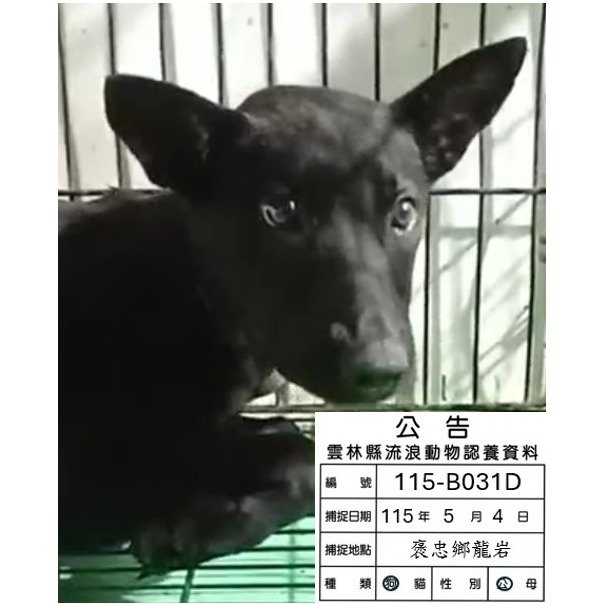 混種犬