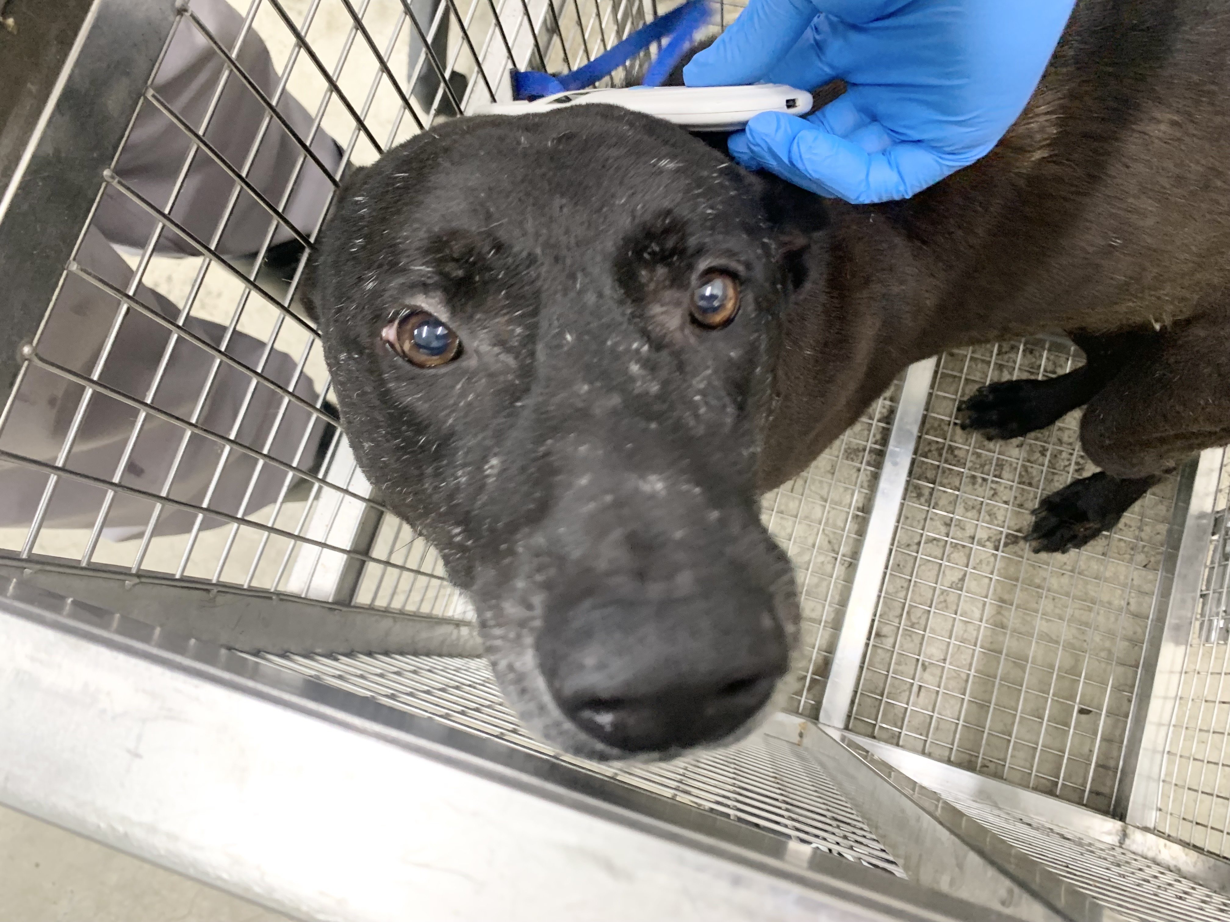 混種犬