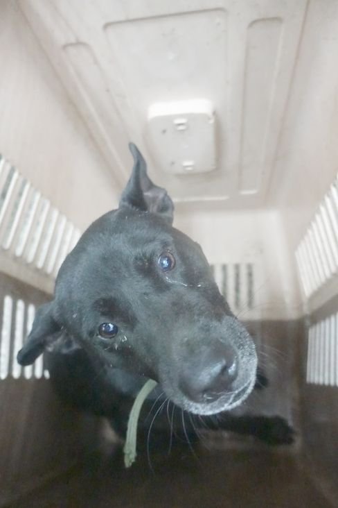 混種犬