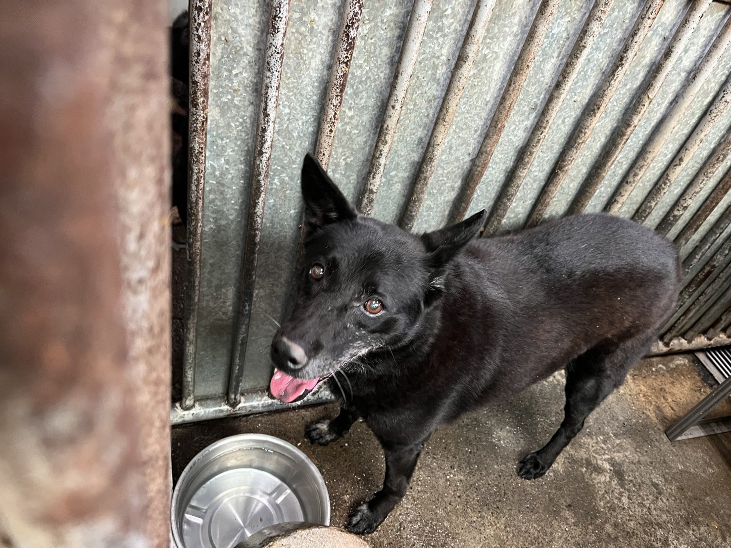 混種犬