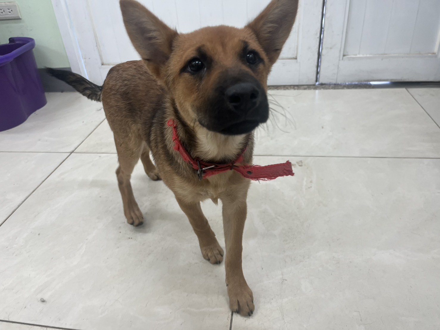 混種犬
