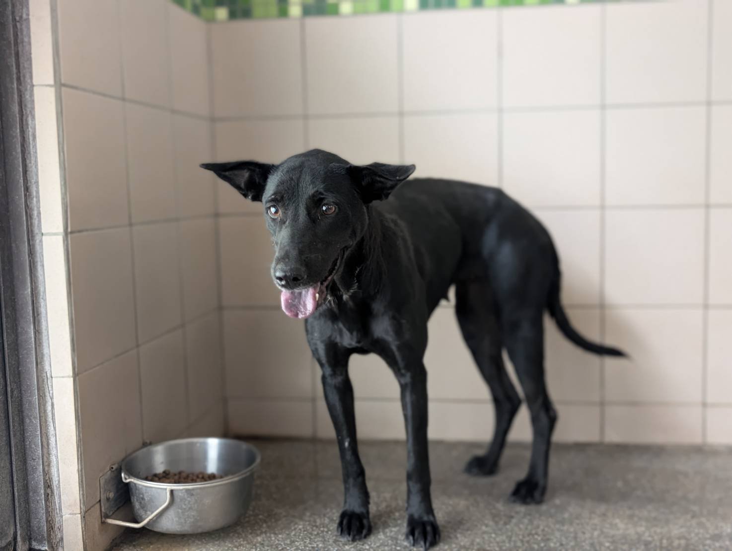 混種犬