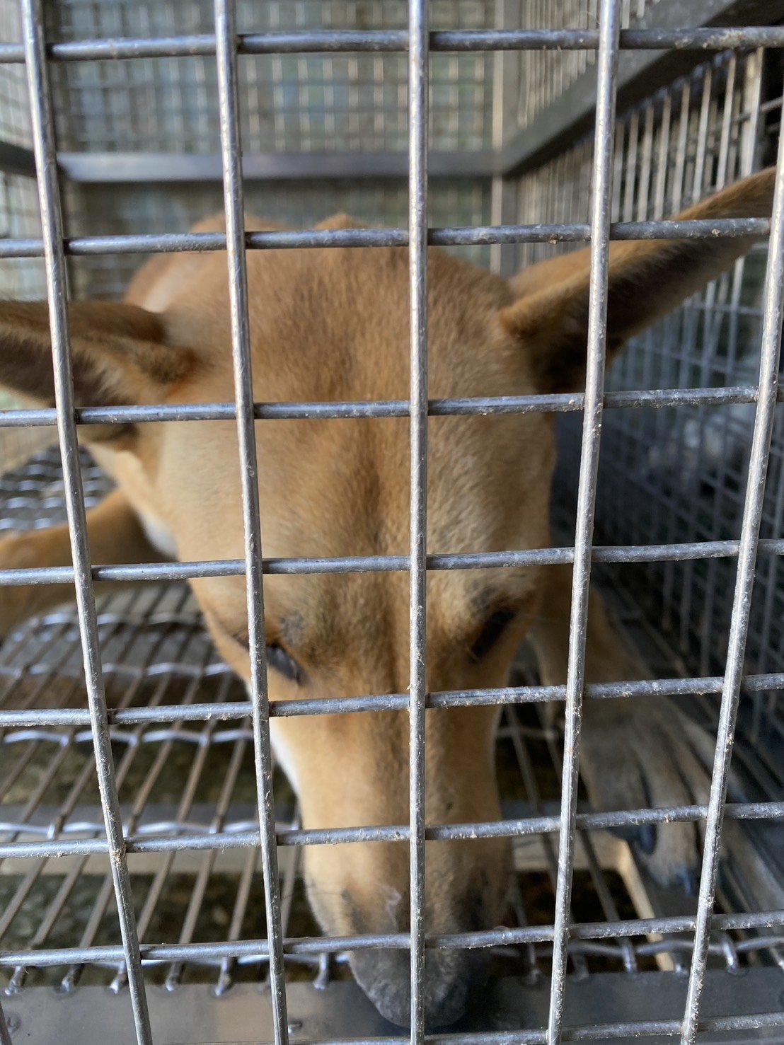 混種犬