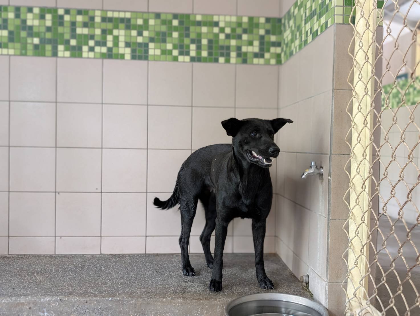 混種犬