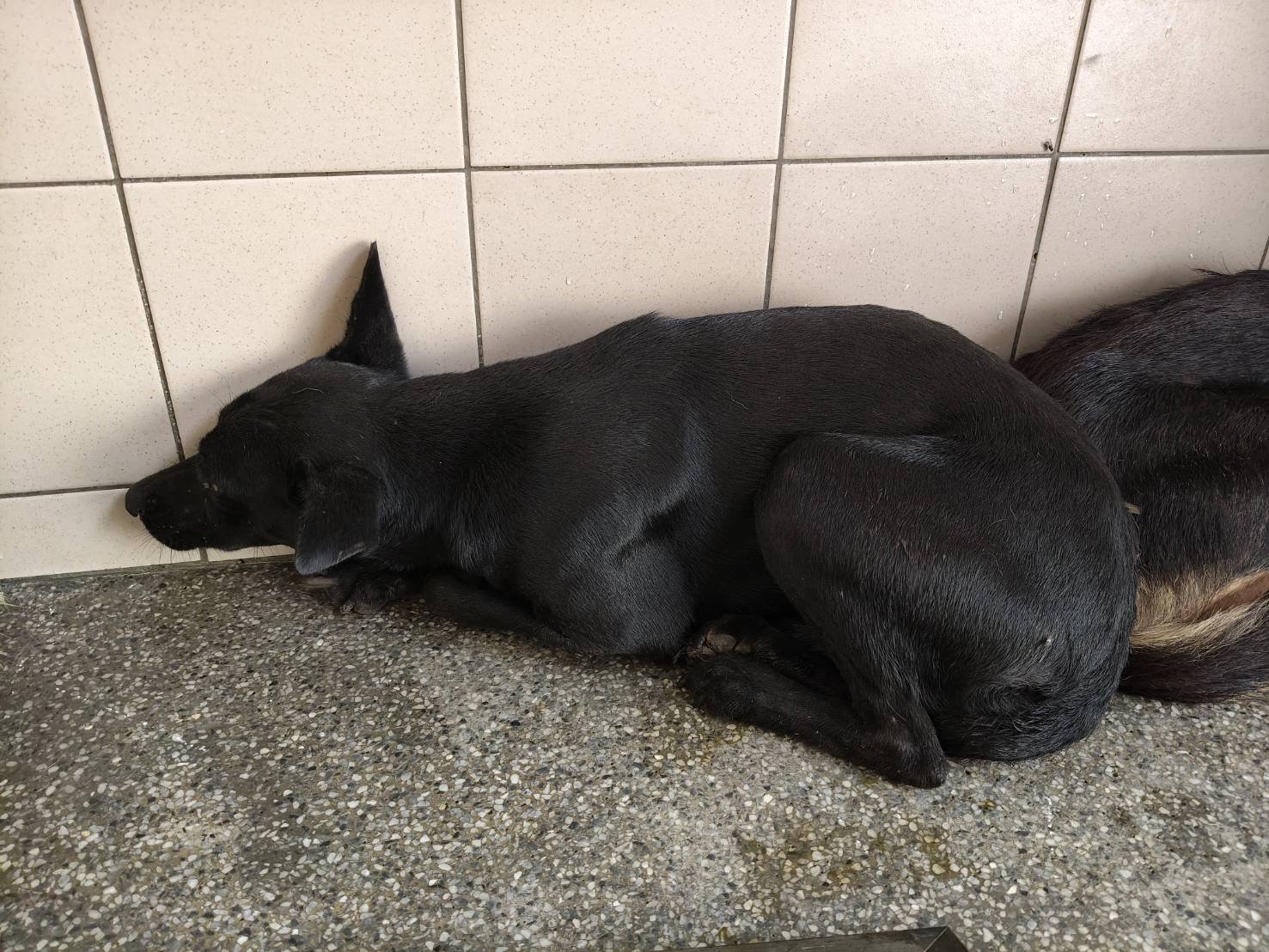 混種犬