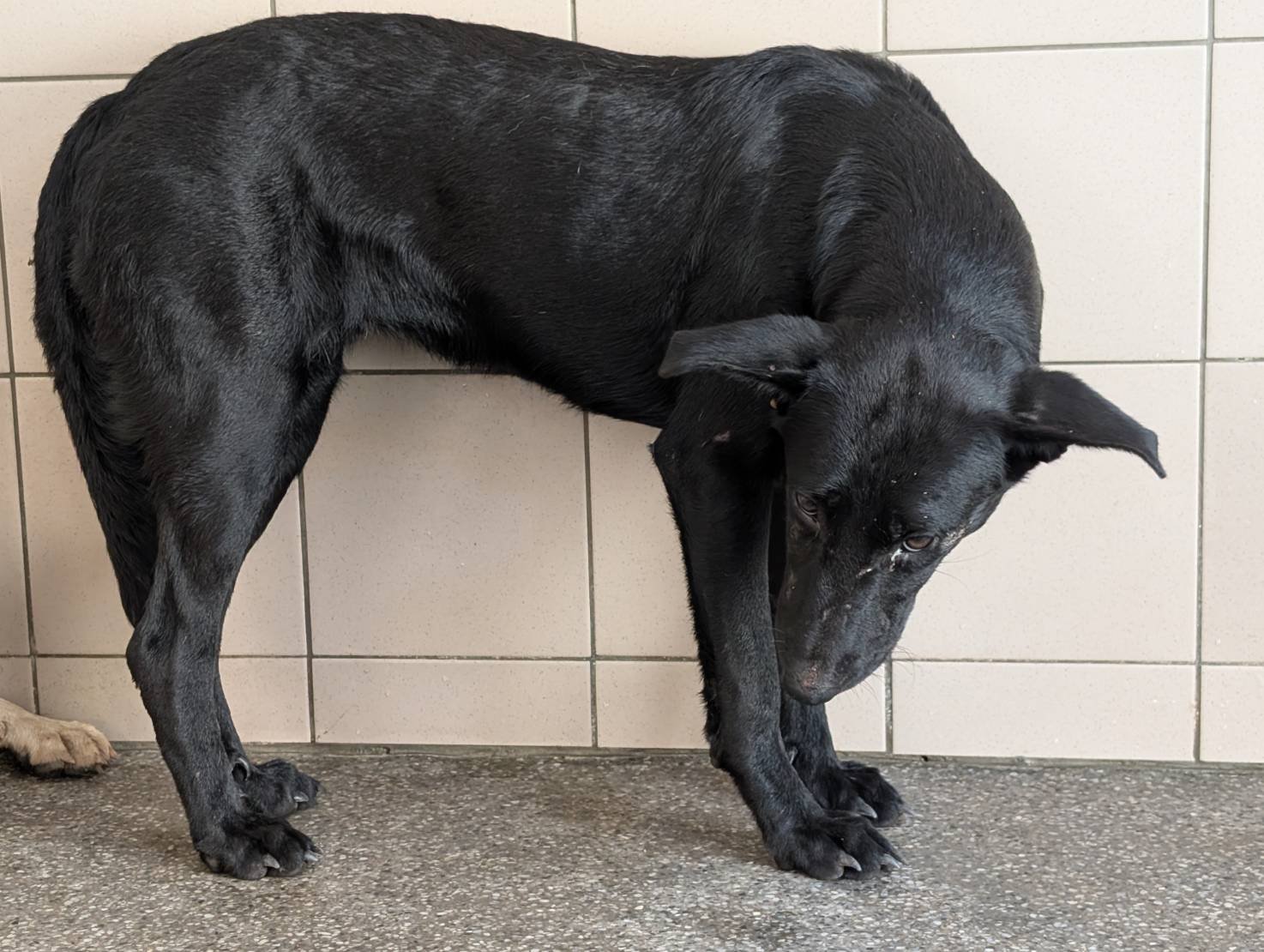 混種犬