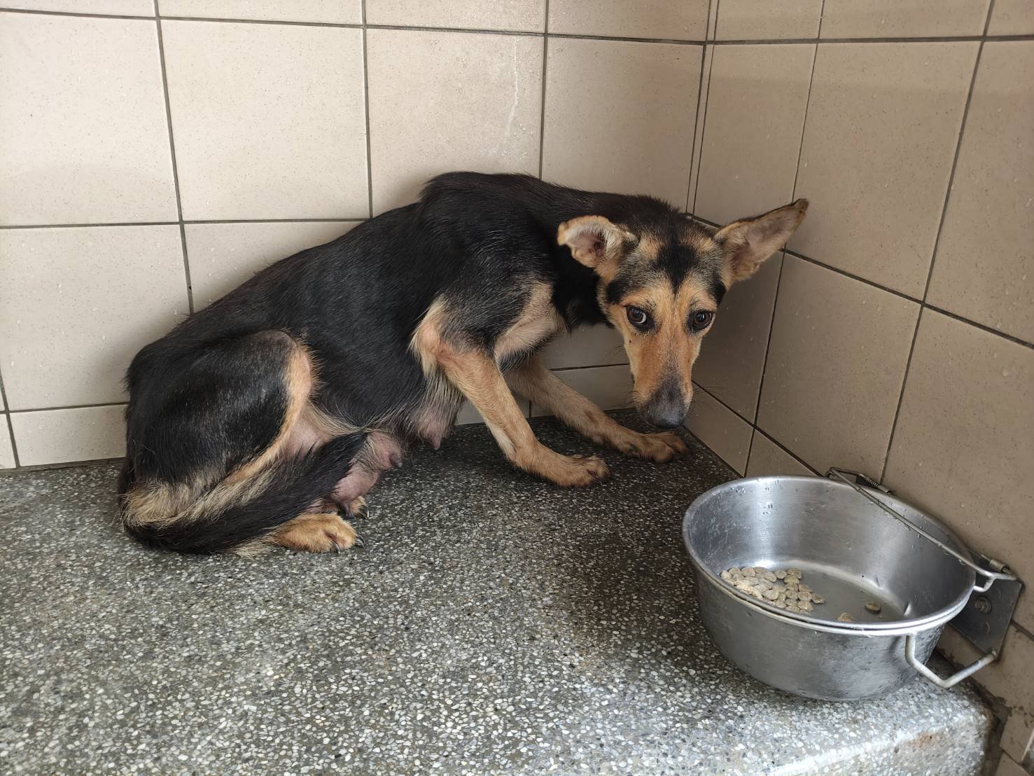 混種犬