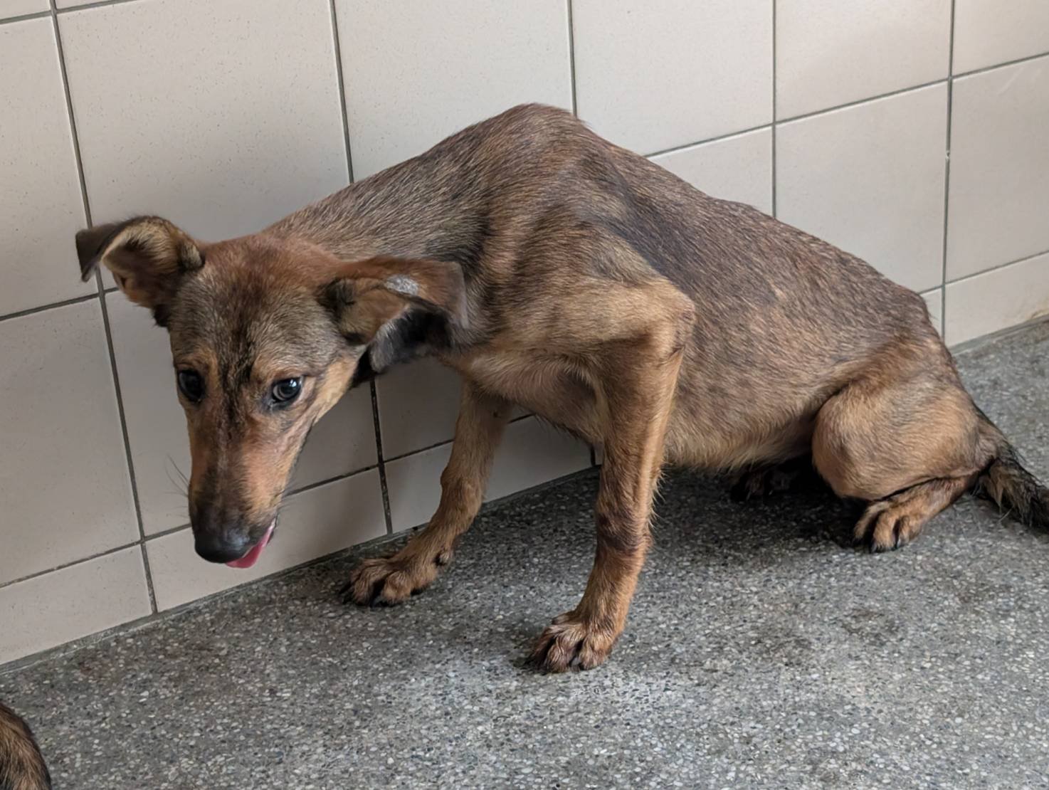 混種犬
