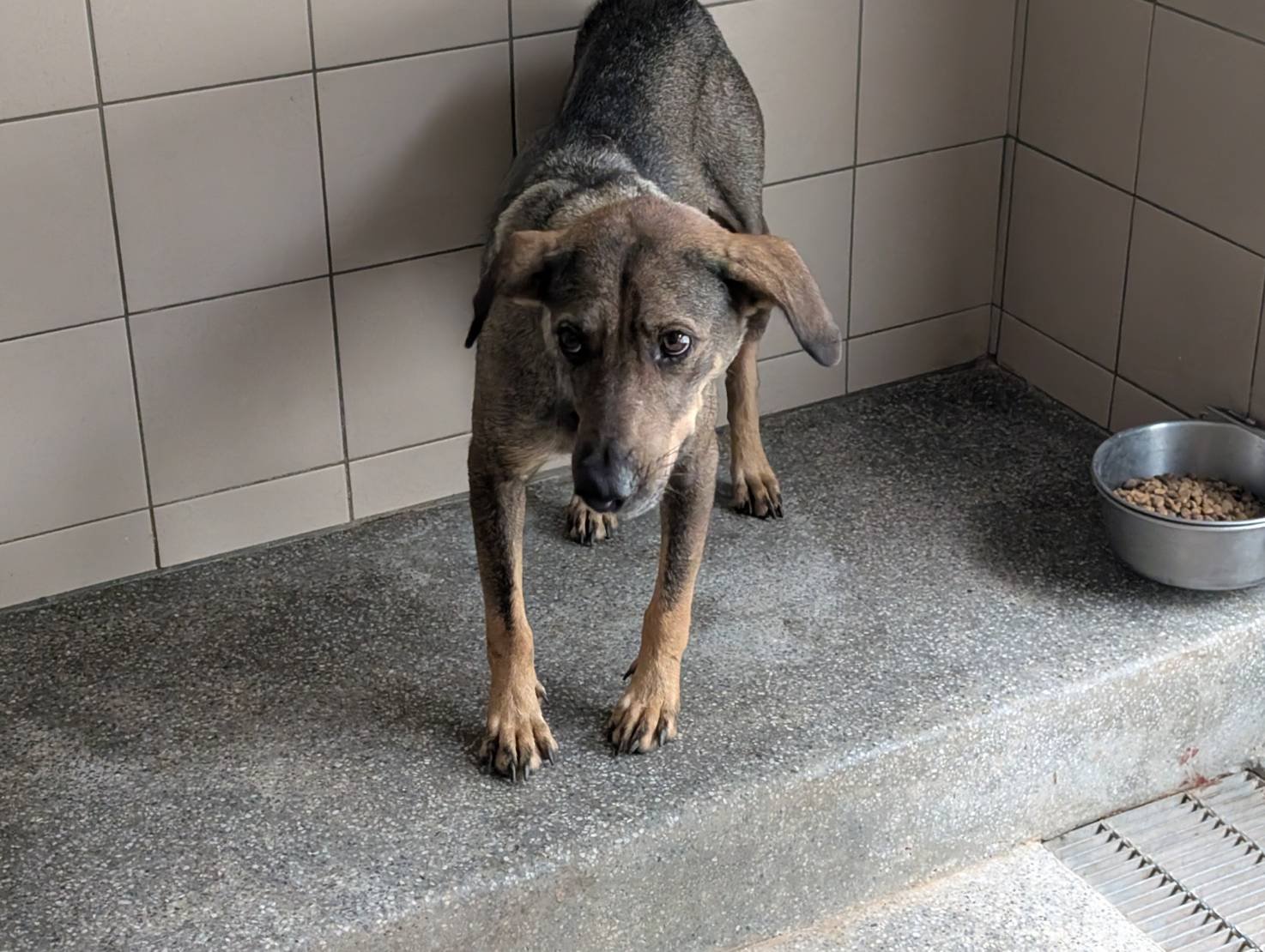 混種犬