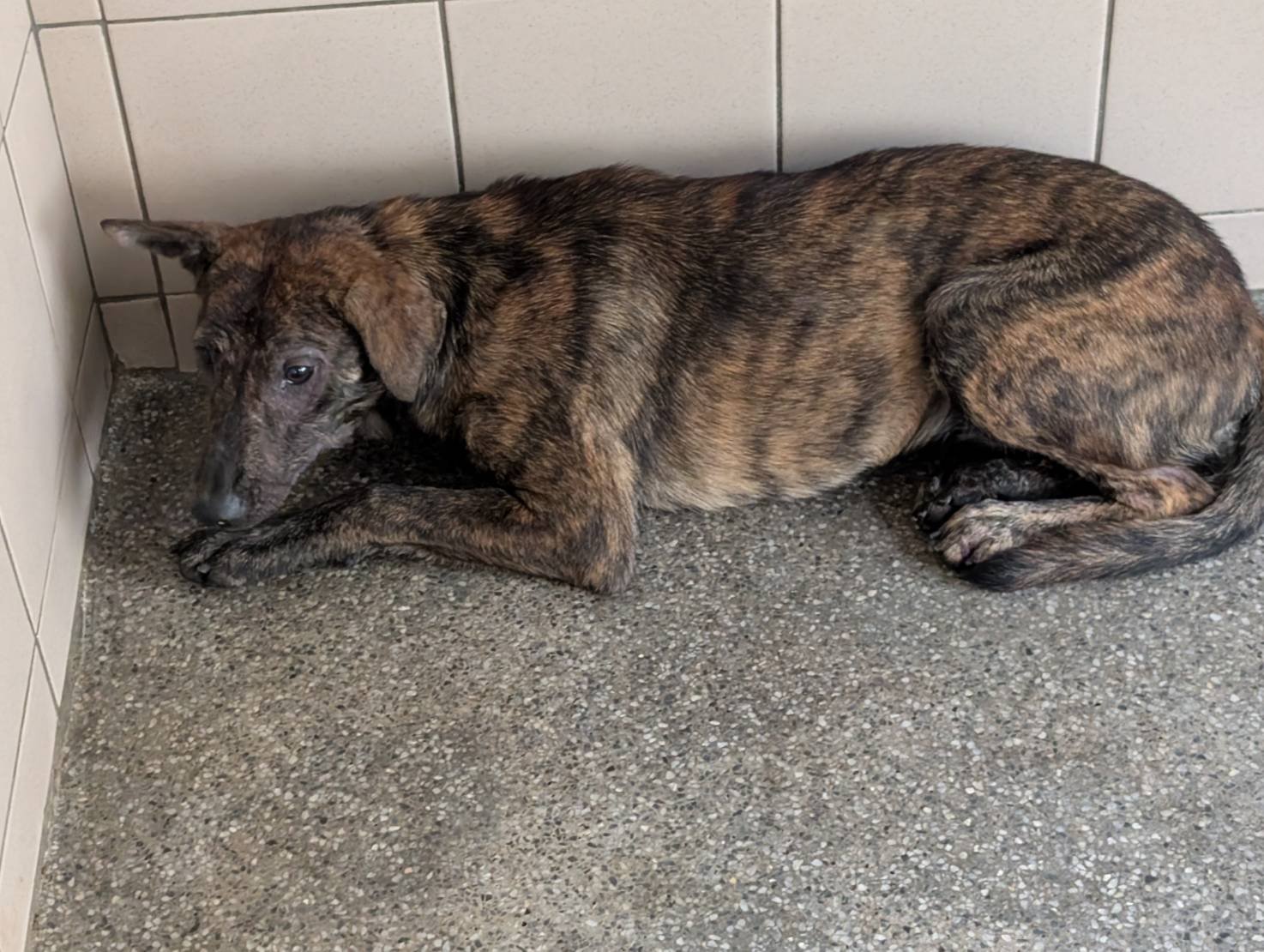 混種犬
