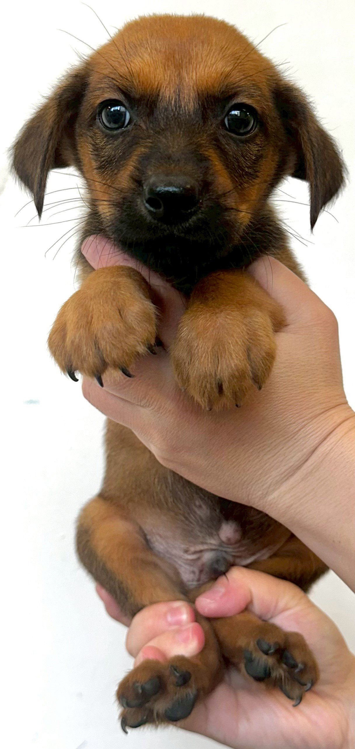 混種犬