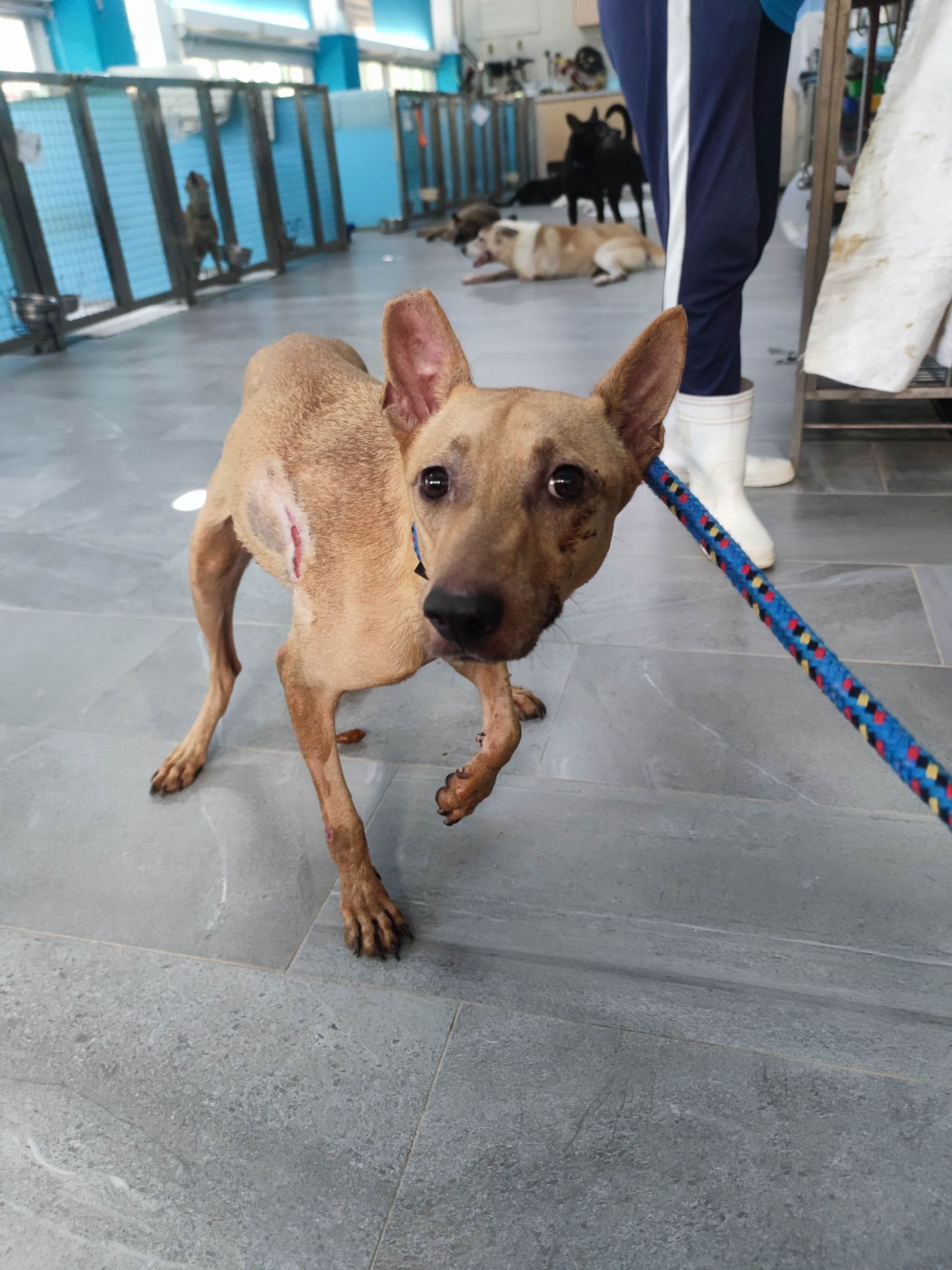 混種犬