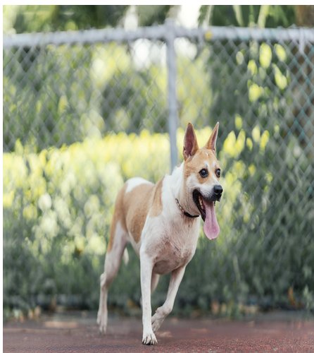 混種犬