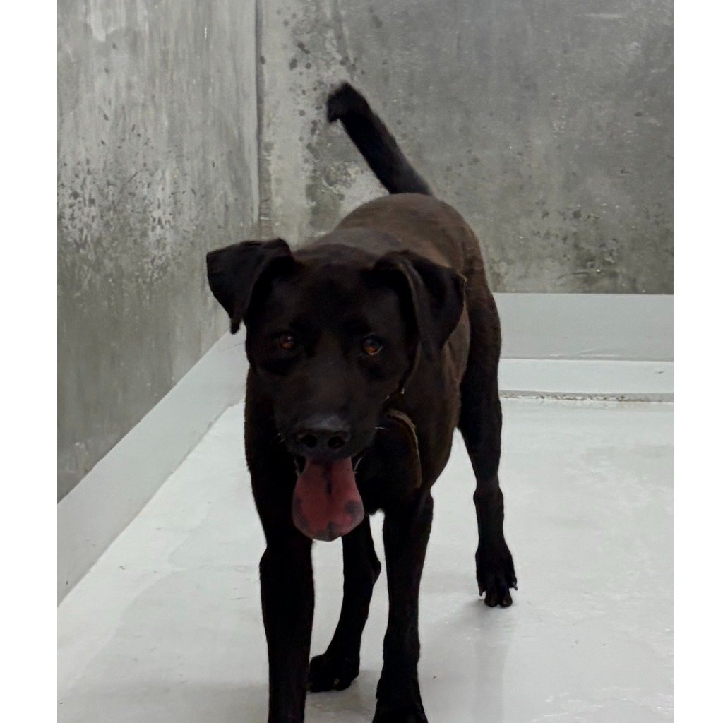 混種犬