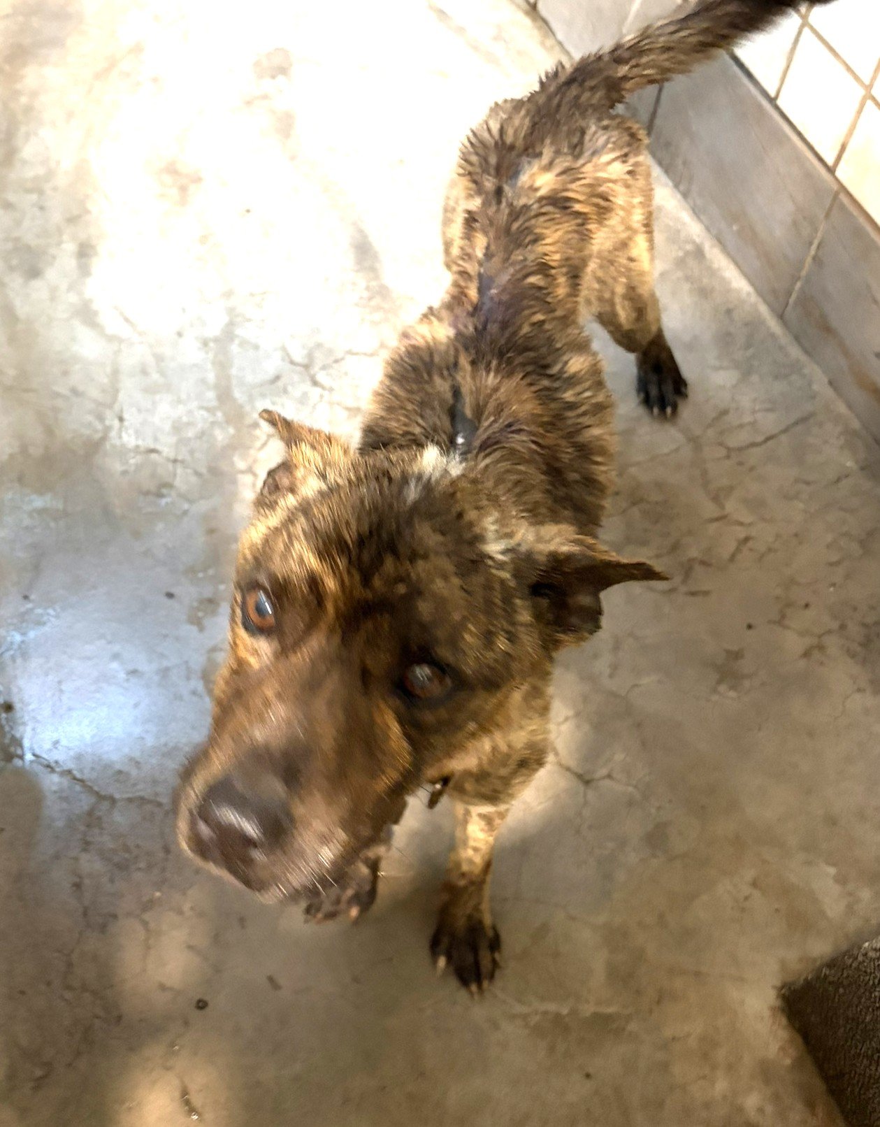 混種犬