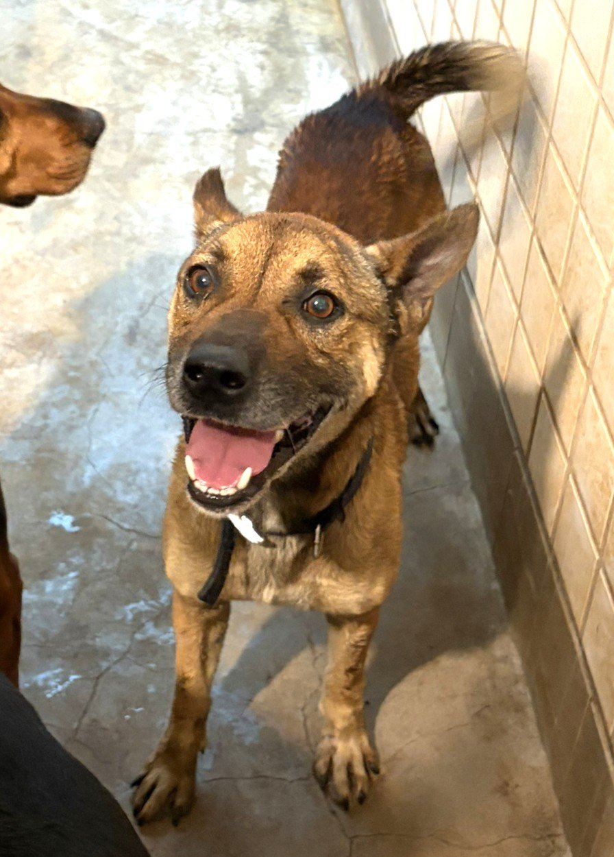混種犬