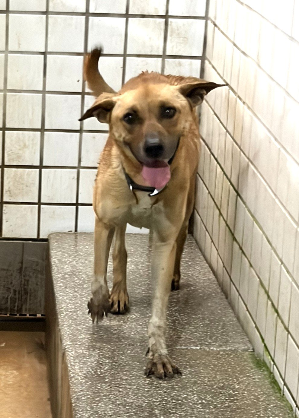 混種犬