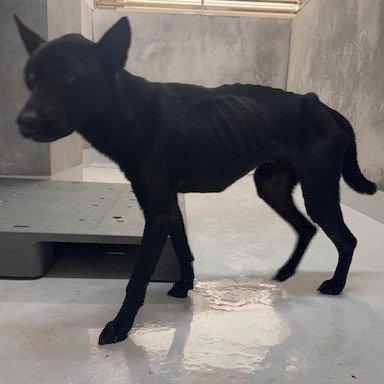混種犬