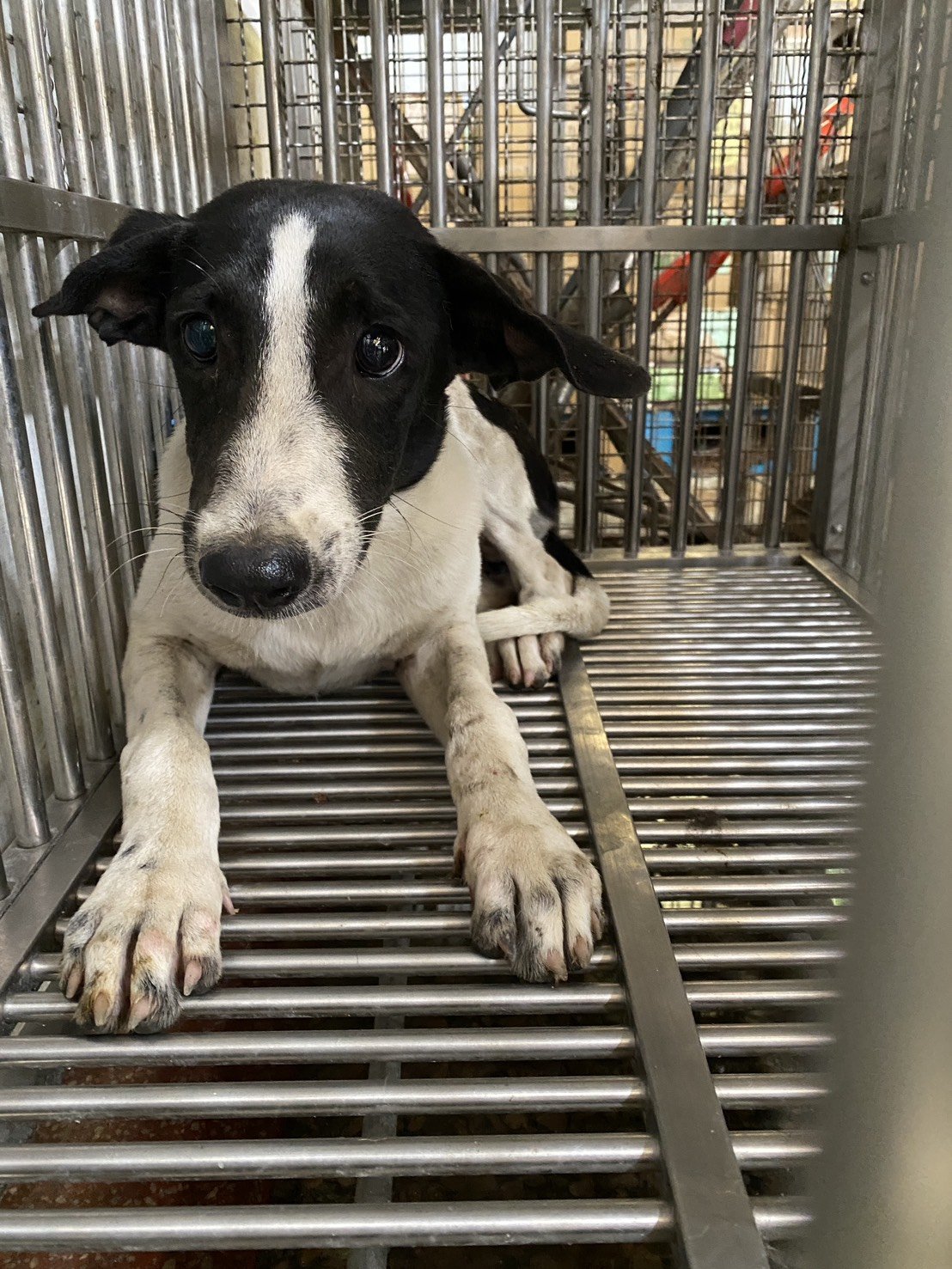 混種犬