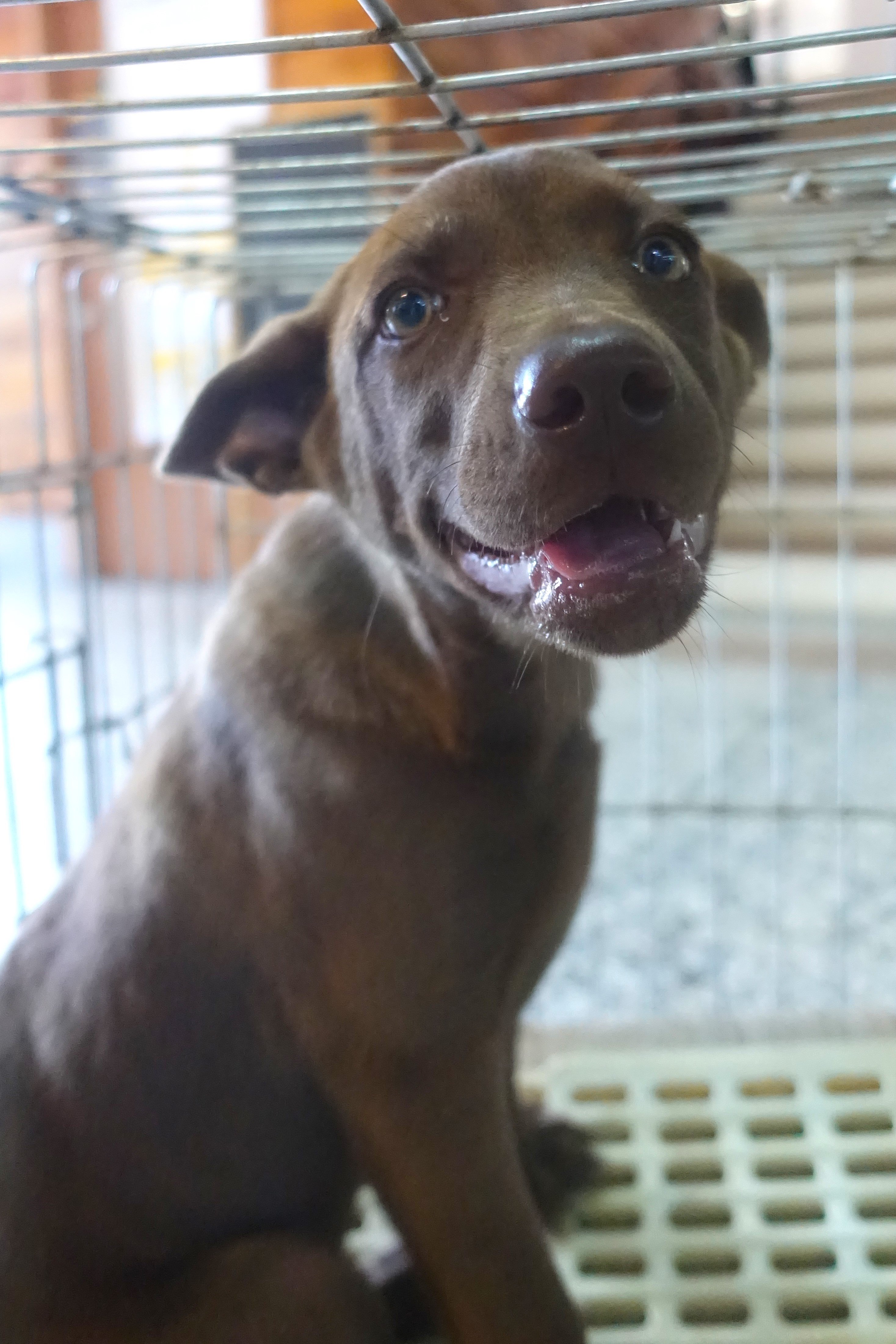 混種犬