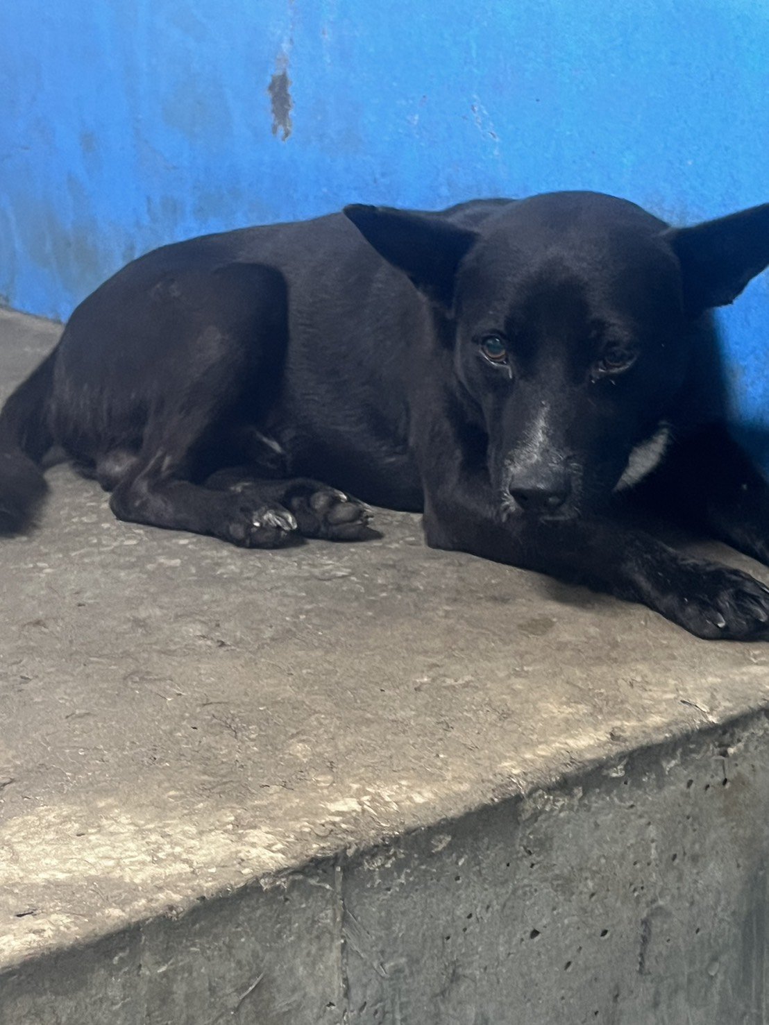 混種犬