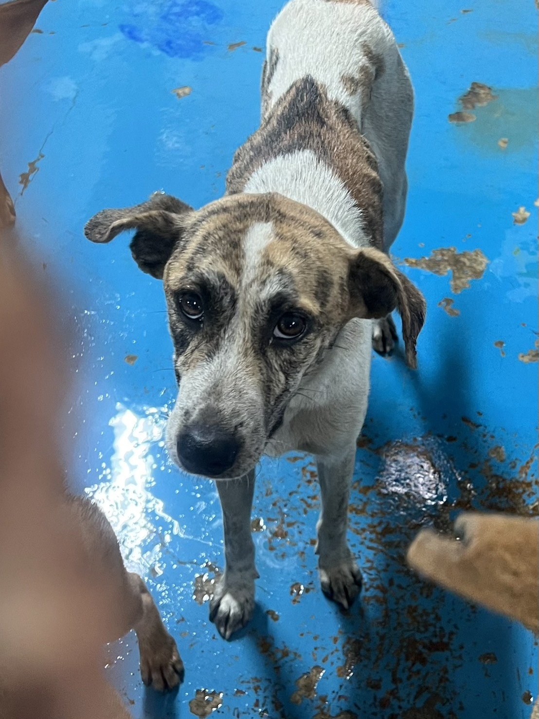 混種犬