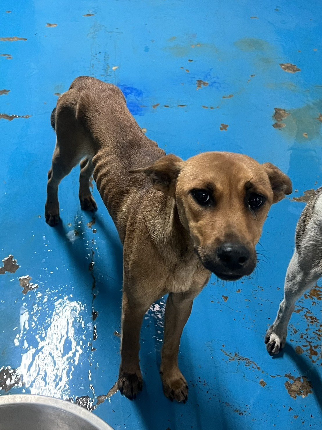 混種犬