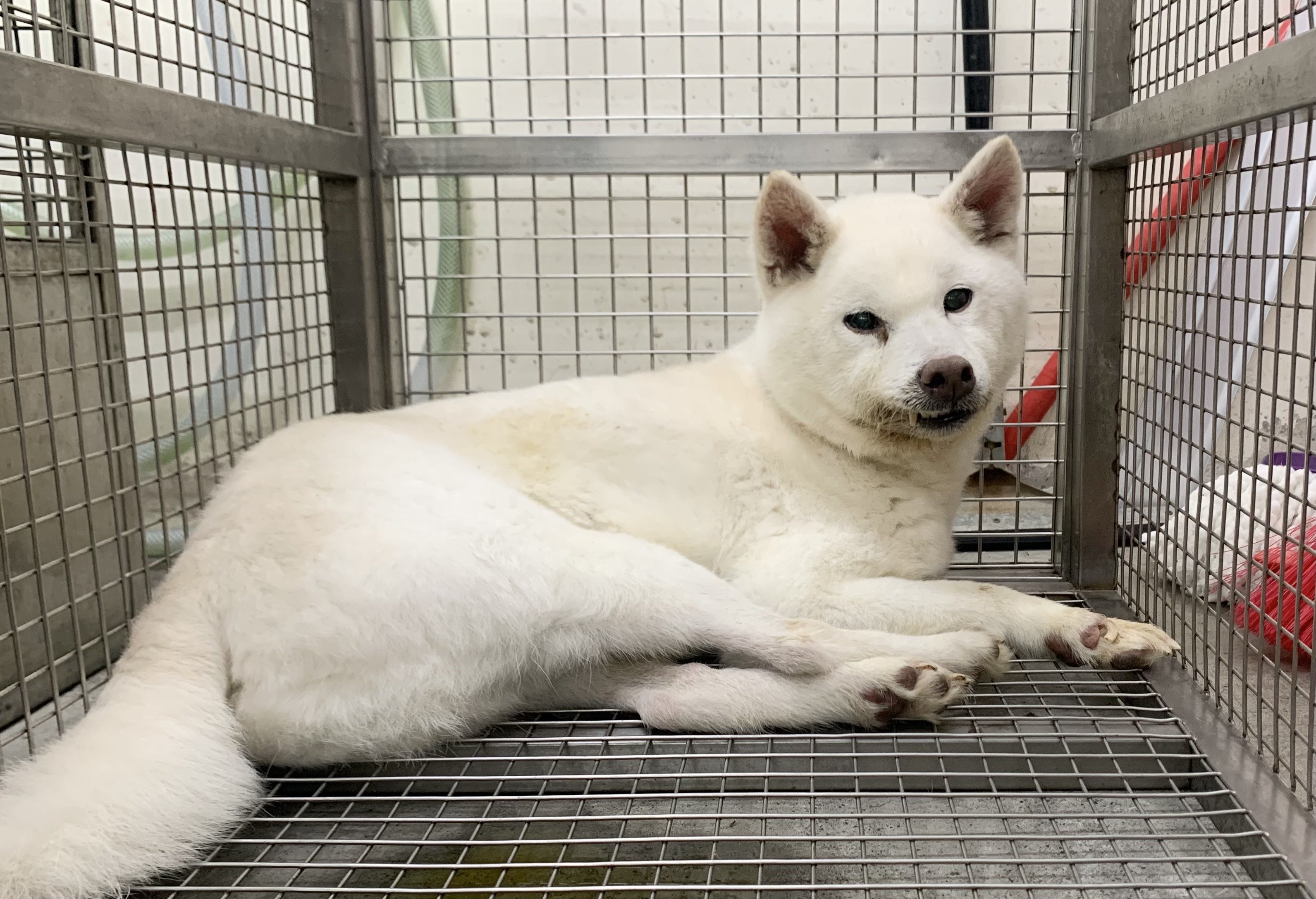 柴犬