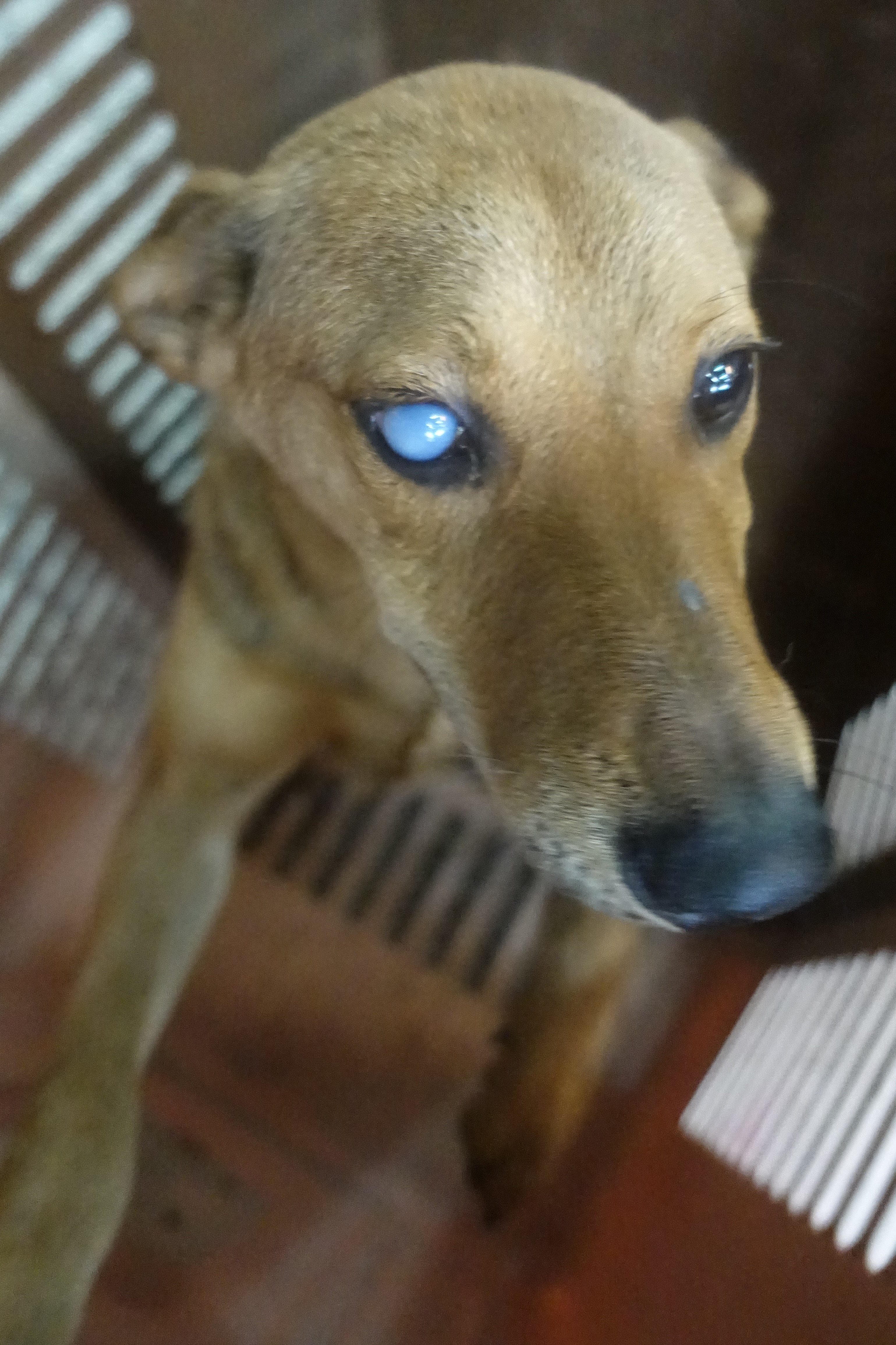 混種犬