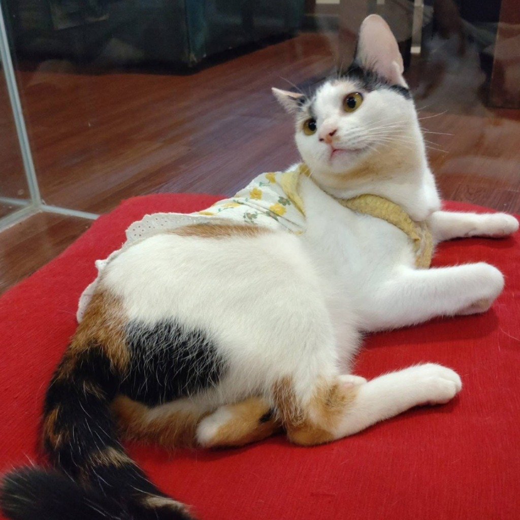 混種貓